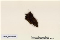 藏品(疣柄四齒苔)的圖片